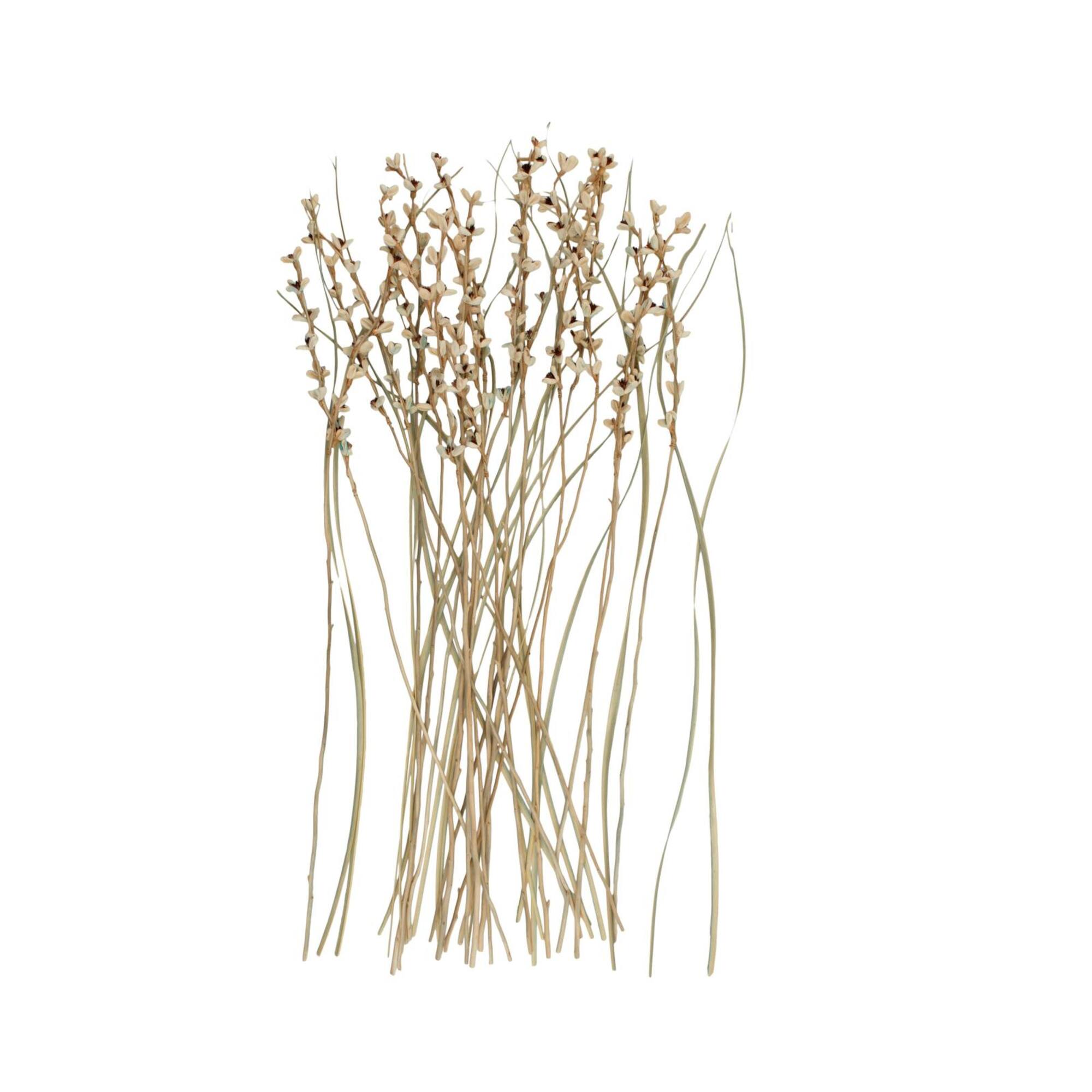 41" Cream Dried Natural Foliage Bouquet with Brown Stems